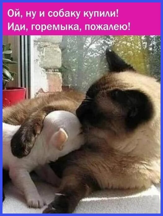 Ой ну и собаку купили Иди горемыка пожалею