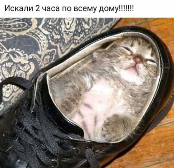 Искали 2 часа по всему домуШ