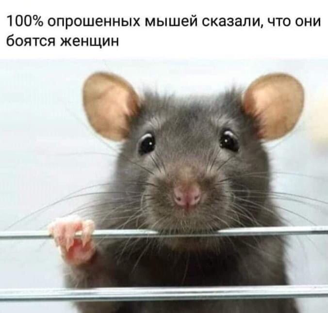 100 опрошенных мышей сказали что они боятся женщин