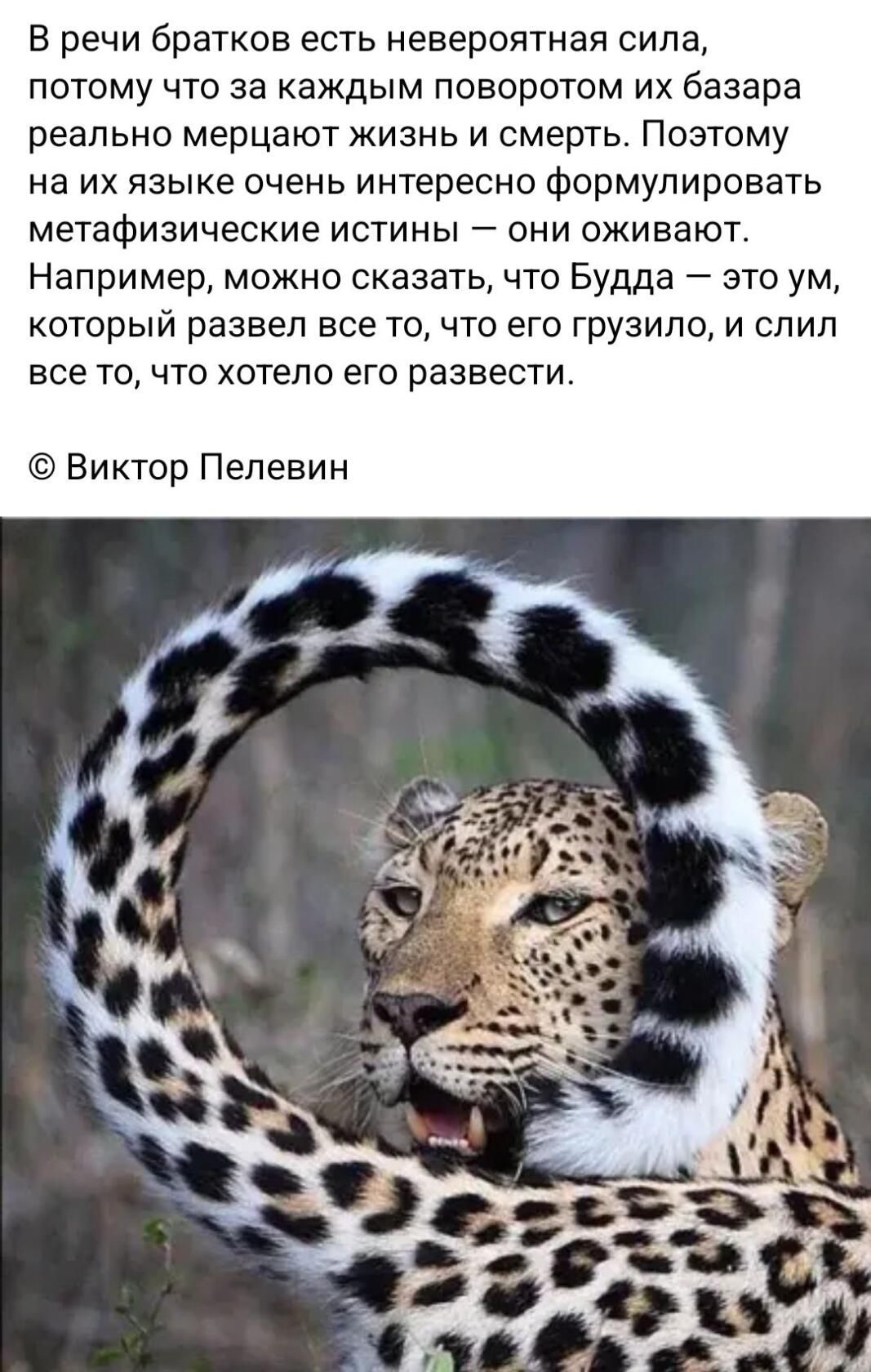 в речи братков есть невероятная сила потому что за каждым поворотом их базара реально мерцают жизнь и смерть Поэтому на их языке очень интересно Формулировать метафизические истины они оживают Например можно сказать что Будда это ум который развел все то что его грузило и слип все то что хотело его развести Виктор Пелевин
