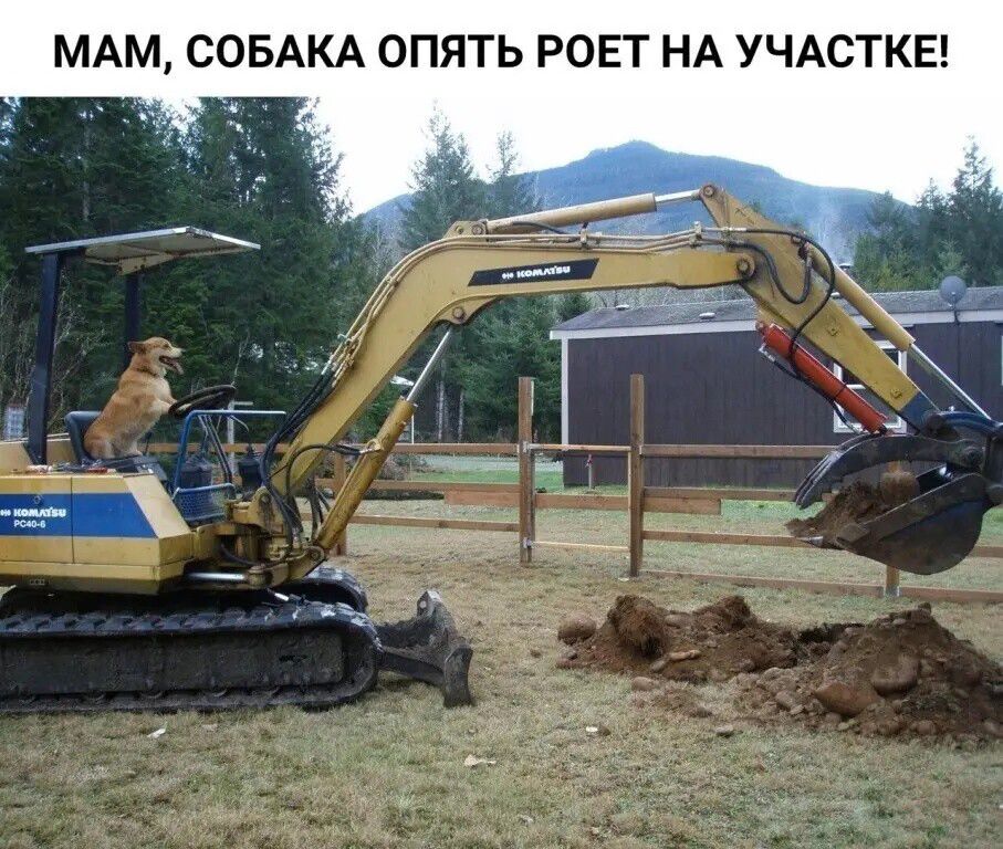 МАМ СОБАКА ОПЯТЬ РОЕТ НА УЧАСТКЕ
