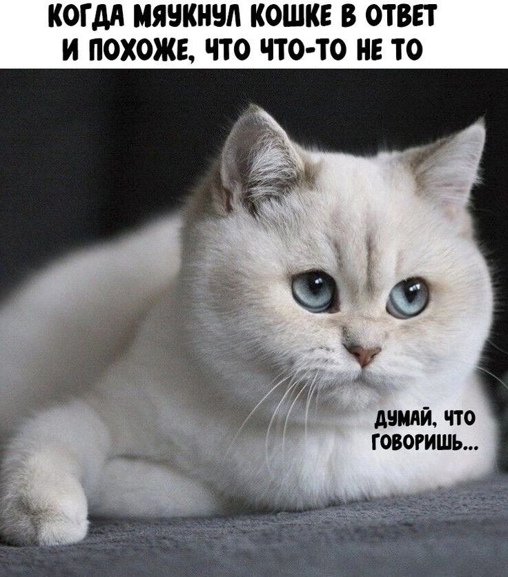 КОГДА МПБК КОШКЕ В ОТВЕТ И ПОХОЖЕ ЧТО ЧТО ТО Е 10 линий по говоришь