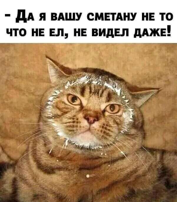 дА Я ВАШУ СМЕТАНУ НЕ ТО ЧТО НЕ Ел НЕ ВИДЕЛ дАЖЕ
