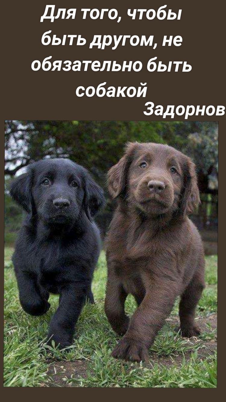 для того чтобы быть другом не обязательно быть собакой Задорнов п