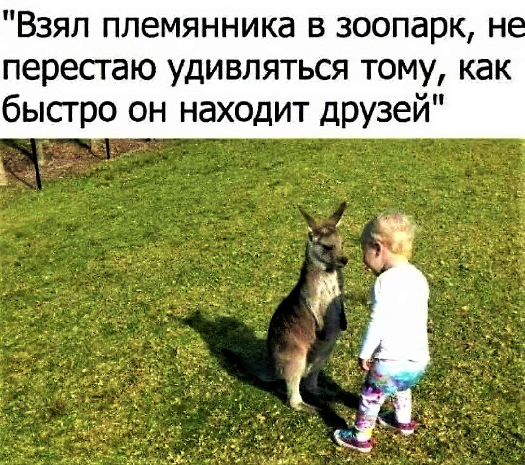 Взял племянника в зоопарк н пересгаю удивляться тому как быстро он находит друзей