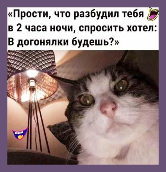 Прости что разбудил тебя в 2 часа ночи спросить хотел В догонялки будеШь