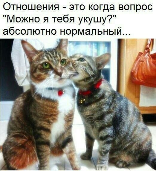 Отношения это когда вопрос Можно я тебя укушу абсолютно нормальный
