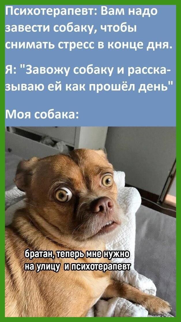 Психотерапевт Вам надо завести собаку чтобы снимать стресс в конце дня Я Завожу собаку и расска зываю ей как прошёл день Моя собака