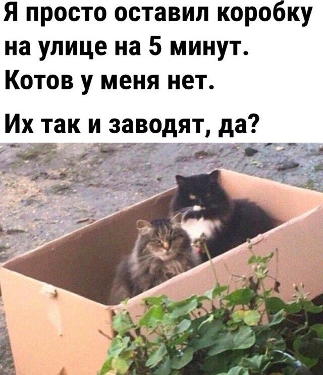 Я просто оставил коробку на улице на 5 минут Котов у меня нет Их так и заводят да