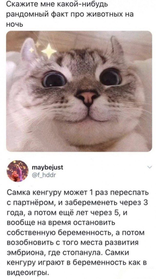 Скажите мне какойнибудь рандомный факт про животных на НОЧЬ Самка кенгуру может1 раз переспать с партнёром и забеременеть через 3 года а потом ещё лет через 5 и вообще на время остановить собственную беременность а потом возобновить с того места развития эмбриона где стопанупа Самки кенгуру играют в беременность как в видеоигры