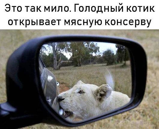 Это так мило Голодный котик открывает мясную консерву