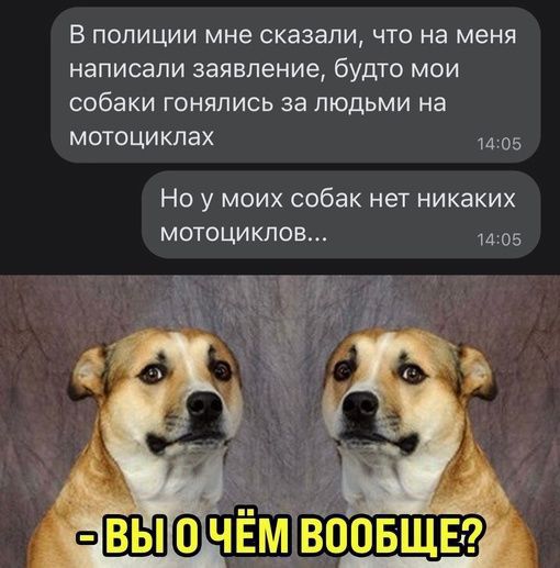 В полиции мне сказали что на меня написали заявление будто мои собаки ГОНППИСЬ за ЛЮДЬМИ на мотоциклах 05 НО у МОИХ собак нет НИКаКИХ мотоциклов