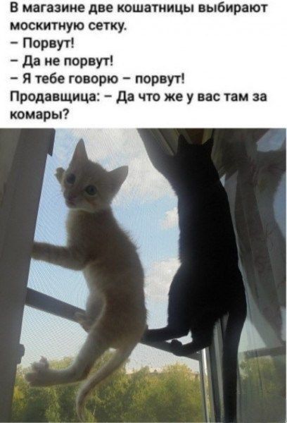 В магазине две кошатиицы выбирают москитную сетку Порвут да не порвут Я тебе говорю порвут Продавщица да что же у вас там за комары