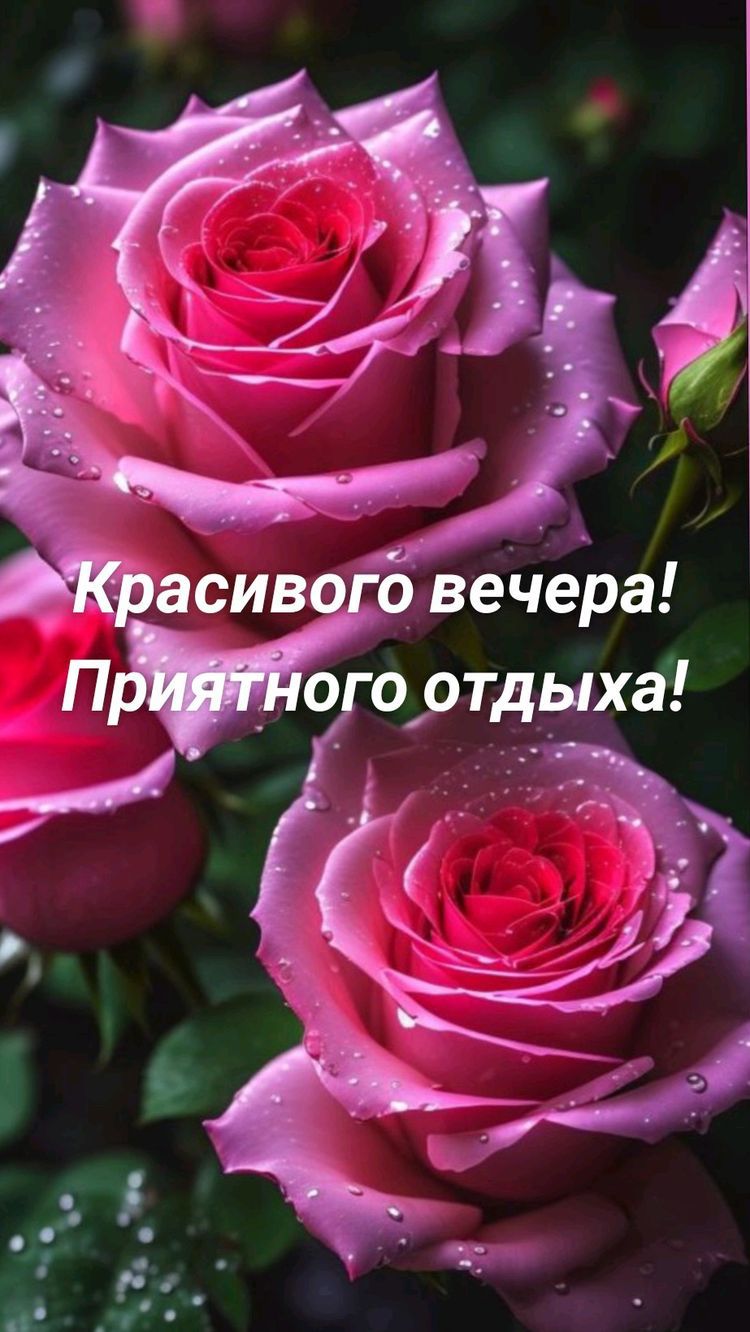 Жасиво 0 вечера Пёсотдыха