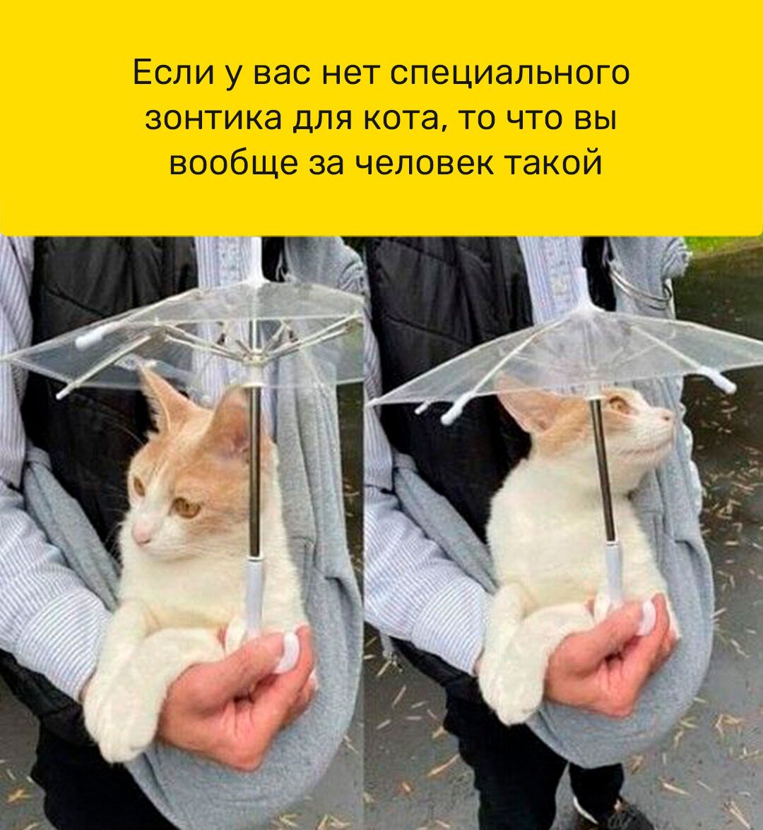 Если у вас нет специального зонтика для кота то что вы вообще за человек такой