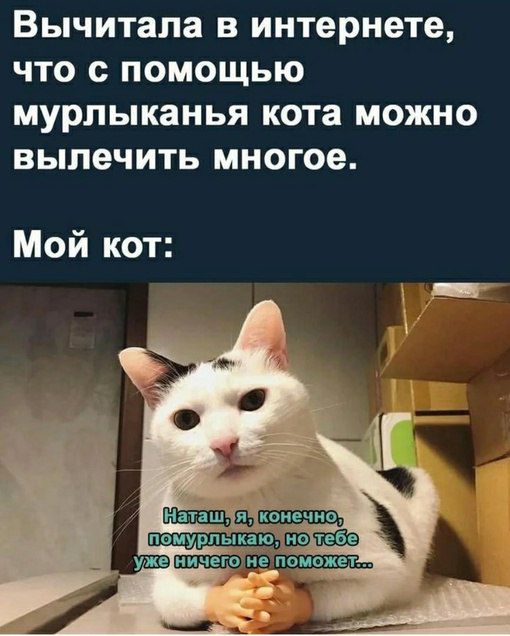 ВЬЧИТЗП8 В интернете ЧТО с ПОМОЩЬЮ МУРЛЫКЗНЬЯ кота МОЖНО вылечить многое Мой кот