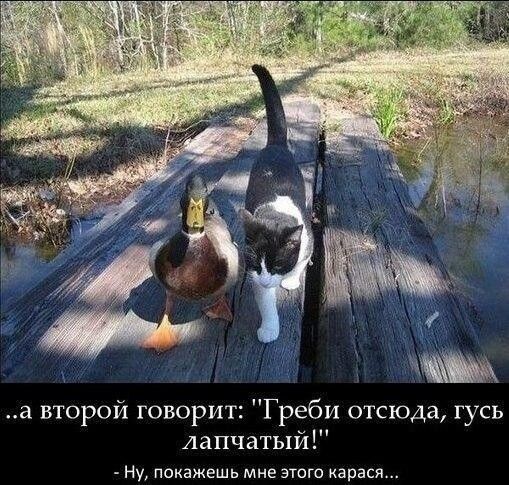а второй говорит ПГреби отсюда гусь лапчатый Ну покажешь мне зюго карася