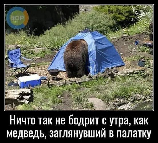Ничто так не бодрит утра как медведь заглянувший в палатку