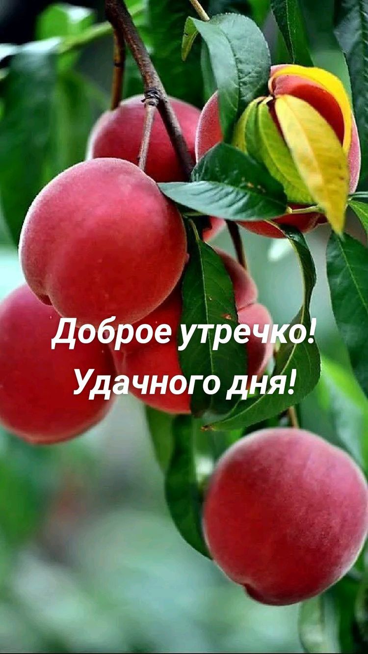 оброе утру6 Уд чного дн 4