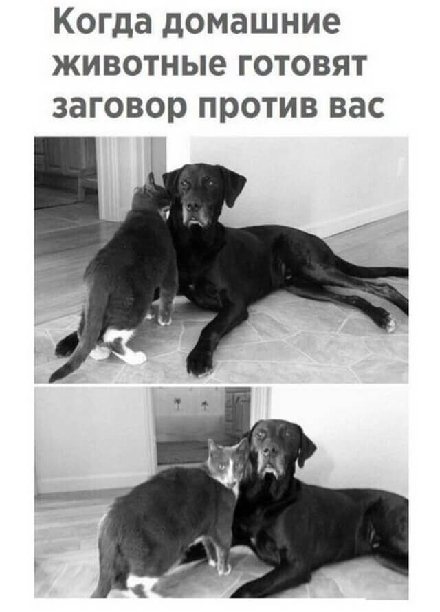 Когда домашние животные готовят заговор против вас