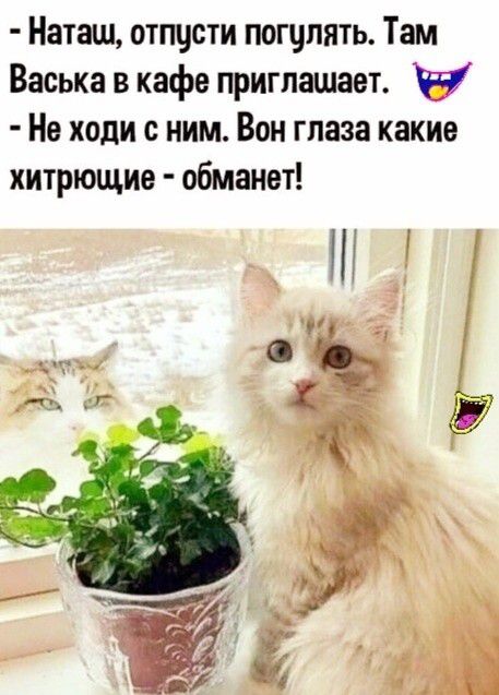 Наташ отпцсти погулять Там Васька в кафе приглашает в Не ходи с ним Вон глаза какие хитрющио обманет