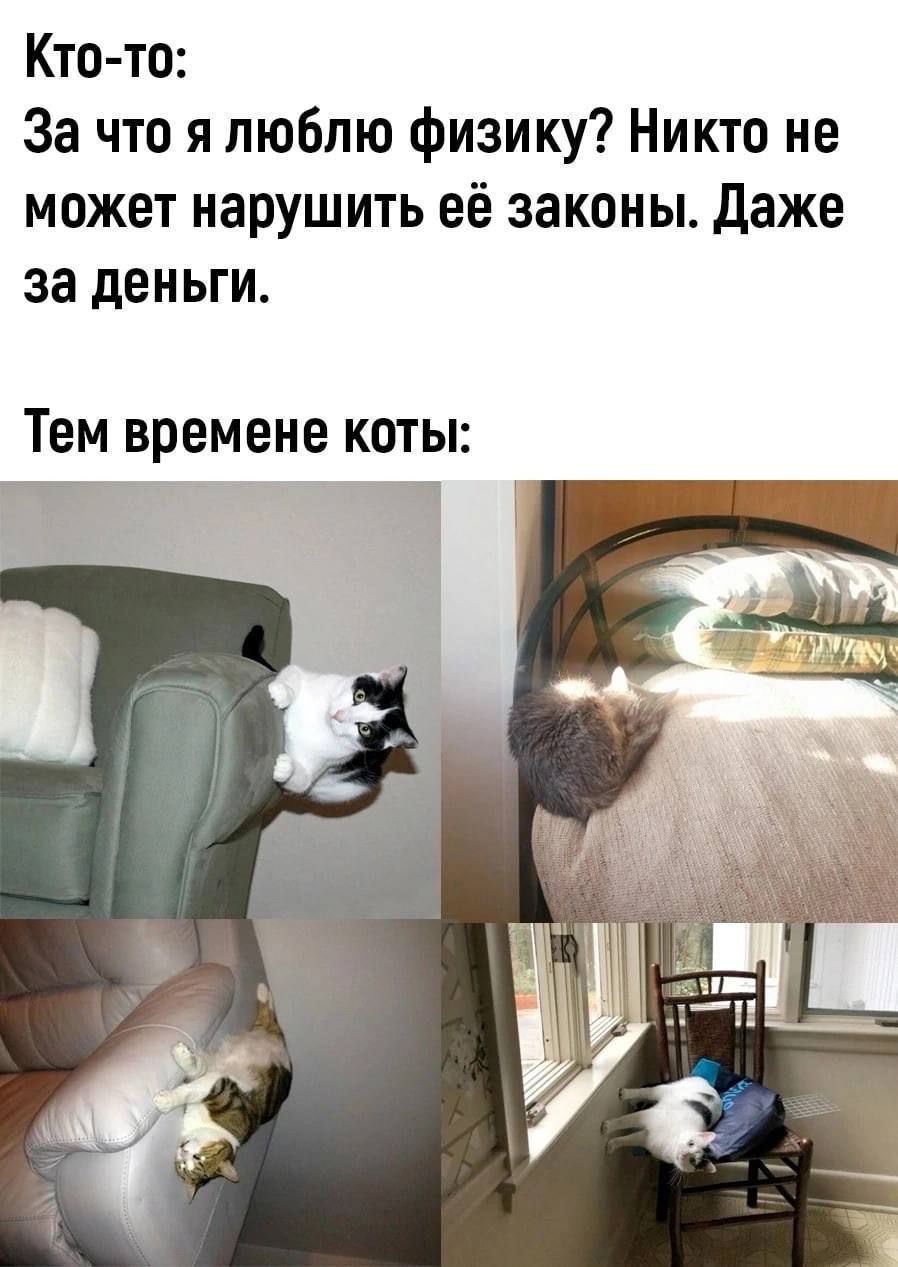 Кто то За что я люблю физику Никто не может нарушить её законы даже за деньги ТЕМ времене КОТЫ а