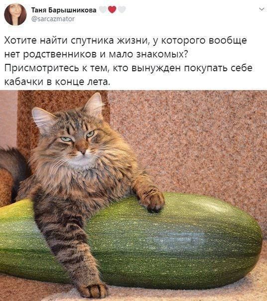 Хотите наити спутника жизни у которого вообще нет родственников и мало знакомых Присмотритесь к тем кто вынужден покупать себе кабачки в конце лета