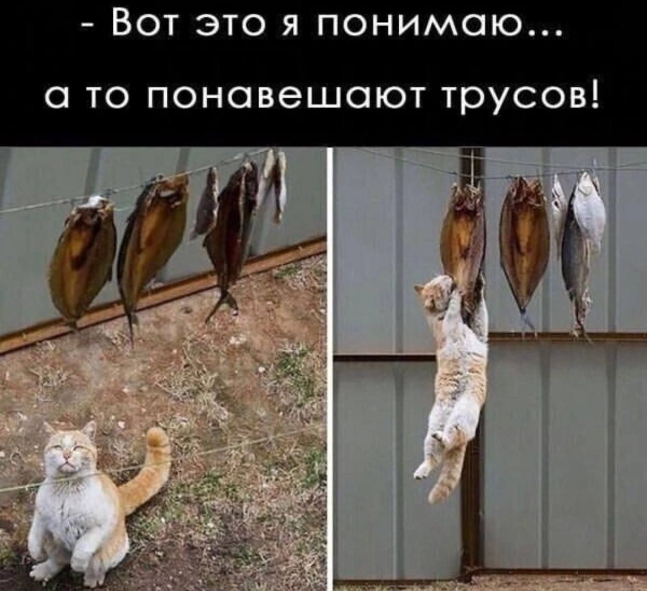 Видит идет. Кот ворует рыбу. Кошка ворует. Кот стащил рыбу. Коты воруют рыбу.