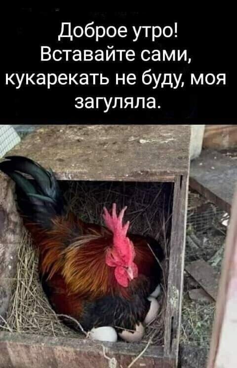 Доброе утро Вставайте сами кукарекать не буду моя за ГУЛЯЛЭ
