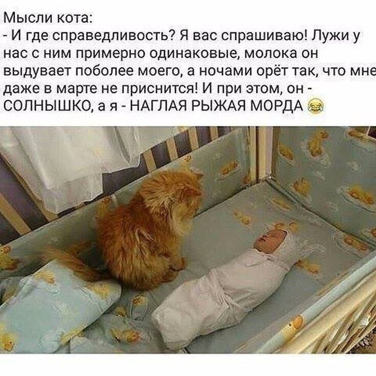 Мысли кота И где справедливость Я вас спрашиваю Лужи у нас с ним примерно одинаковые молока он выдувает поболее моего а ночами орёт так что мн даже в марте не приснится И при этом он солнышко а я НАГЛАЯ РЫЖАЯ МОРДА