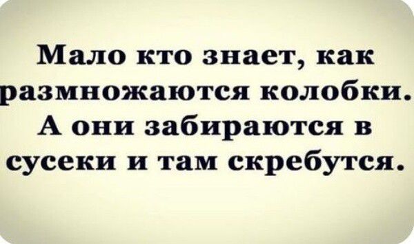 Мало кто знает как размножаются колобки А они забираются в сусеки и там скребутся