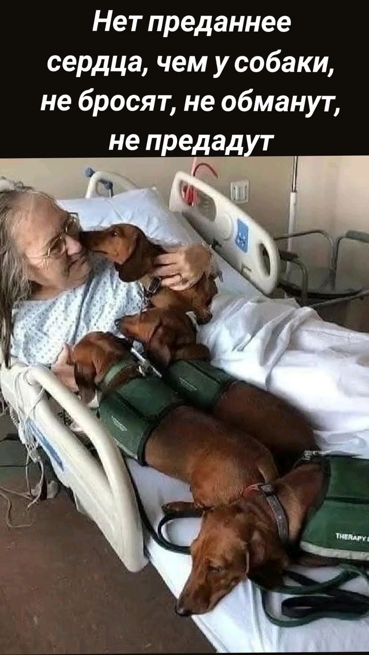 Нет преданнее сердца чем усобаки не бросят не обманут не предад