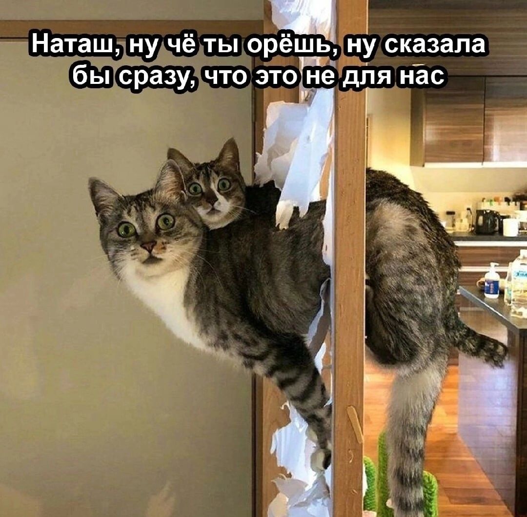 Наташ ну чё ты орёшь ну сказала бы сразу что зтогіё діти нёс