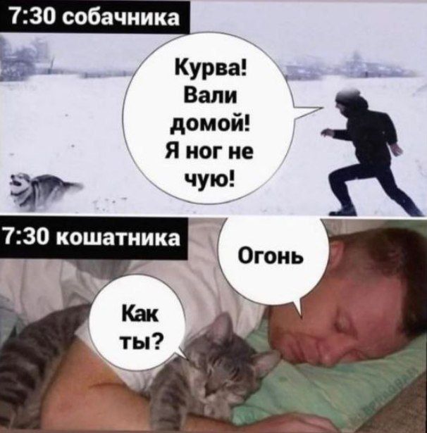 730 собачника _ _ Ь Курва ___ Вали домой Яиогие чую