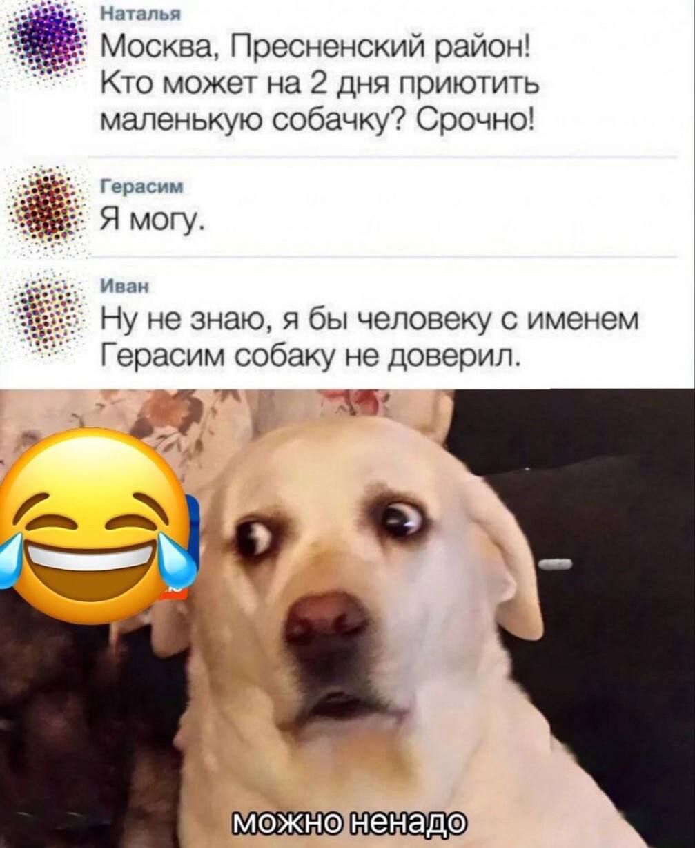 Москва Пресненский район Кто может на 2 дня приютить маленькую собачку Срочно Гииасим Я могу Ну не знаю я бы человеку с именем Герасим собаку не доверил 7 о 0 МЭЖНФ ненаде