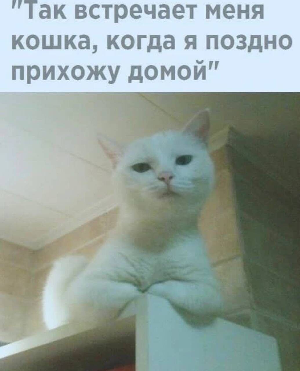 Так встречает меня кошка когда я поздно прихожу домой
