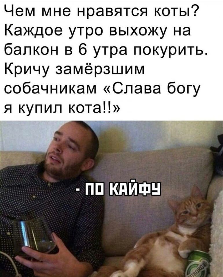 Чем мне нравятся коты Каждое утро выхожу на балкон в 6 утра покурить Кричу замёрзшим собачникам Слава богу я купил кота