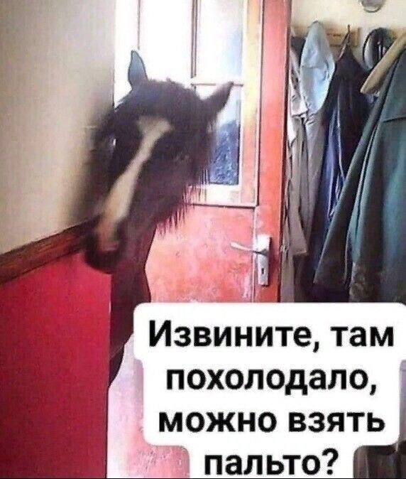 Извините там похолодало можно взять пальто