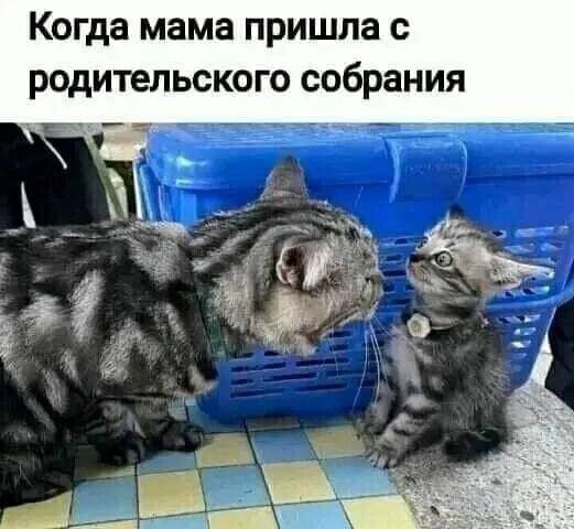 Когда мама пришла родительского собрания