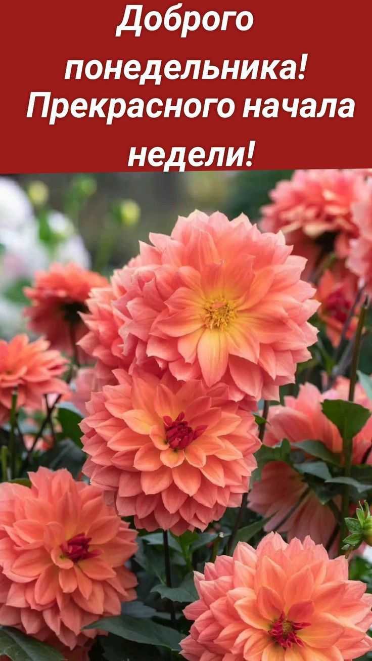 доброго понедельника Прекрасного на чала недгіш