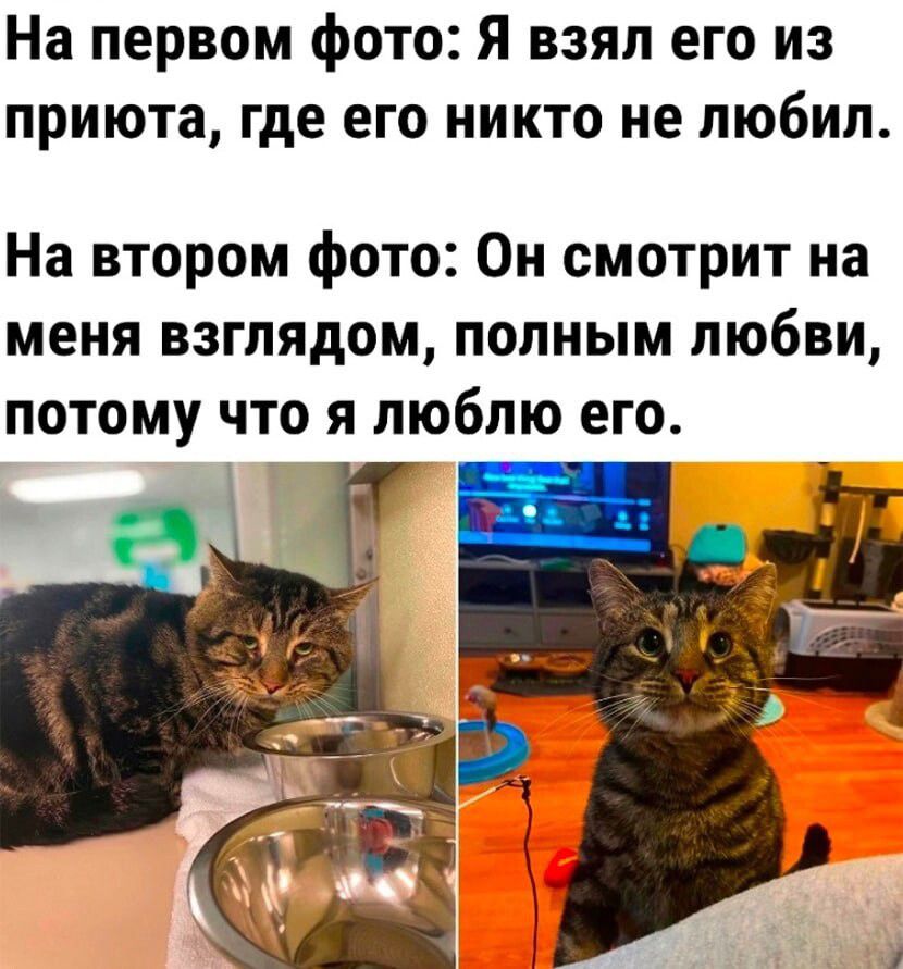 На первом фото Я взял его из приюта где его никто не любил На втором фото Он смотрит на меня взглядом полным любви потому что я люблю его