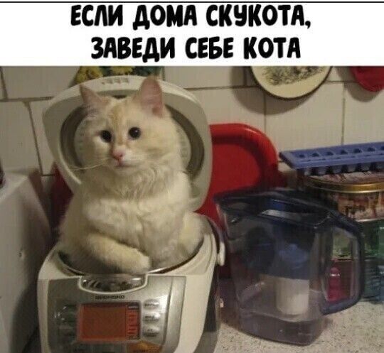 ЕСМ дом СКЧКОТЛ ЗАВЕДИ СЕБЕ КОТА