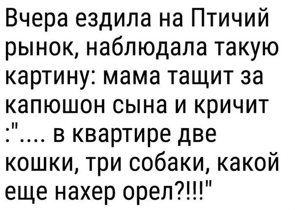 Вчера ездила на Птичий рынок наблюдала такую картину мама тащит за капюшон сына и кричит в квартире две кошки три собаки какой еще нахер орел