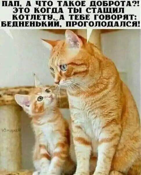ЦАП А ЧТО ТАКОЕ ЦОБРОТА ЭТО КОГДА ТВ СТАЩИЛ КОТЛЕТВ_А ТЕБЕ ГОВОРЯТ БЕПНЕПЬШ ПРОГОПОПЛПСЯ