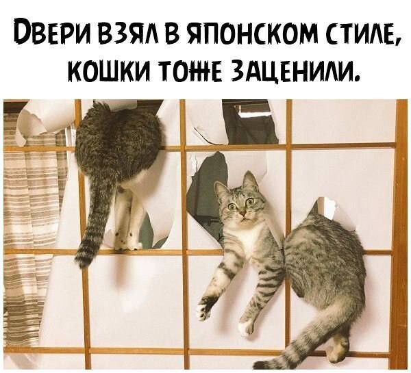 ОВЕРИ ВЗЯЛ В ЯПОНСКОМ СТИЛЕ КОШКИ ТОЖЕ ЗАЦЕНИАИ Н