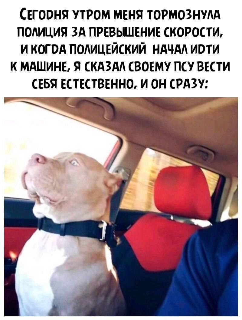 Сеговия утром меня тормознулд полиция ЗА превышение скорости и когод подицШский ндчдд иоти к мдшинв я скдзм свовму псу вкти СЕБЯ ктктввнно и он срдзу