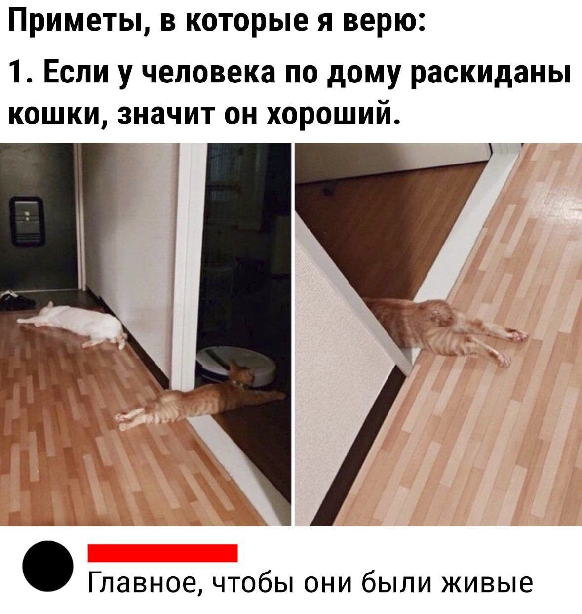 Приметы в которые я верю 1 Если у человека по дому раскиданы кошки значит он хороший Главноечтобы они были живые