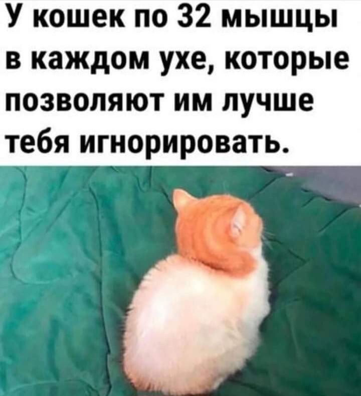 У кошек по 32 мышцы в каждом ухе которые позволяют им лучше тебя игнорировать