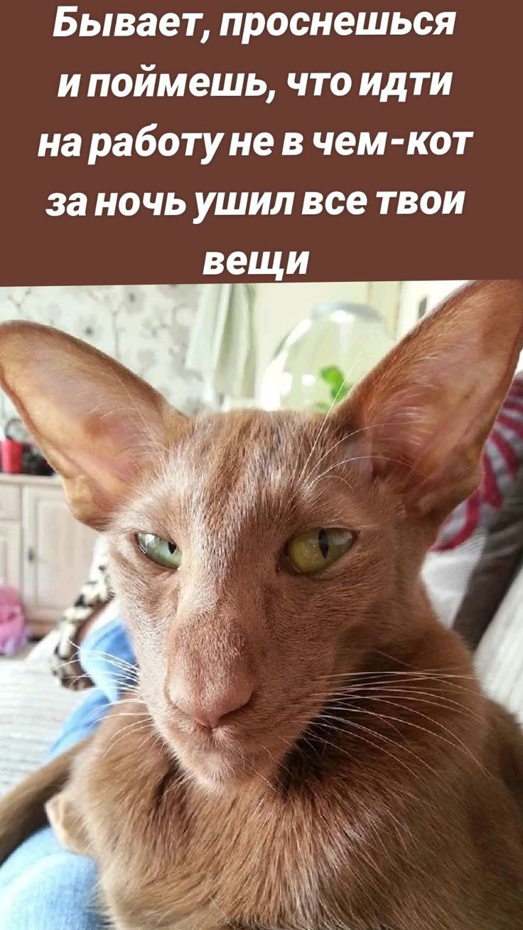 Бывает проснешься и поймешь что идти на работу не в чем кот за ночь ушил все твои вещи