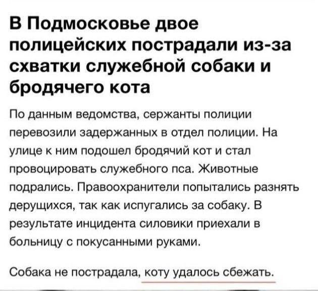 В Подмосковье двое полицейских пострадали из за схватки служебной собаки и бродячего кота По данным ведомства сержанты полиции перевозили задержанных в отдел полиции На улице ним подошел бродячий кот и стал провоцировать служебного пса Животные подрались Правоохранители попытались разнять дерущихсж так как испугались за собаку В результате инцидента силовики приехали в больницу покусанными руками 